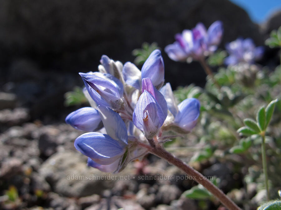 dwarf lupine (Lupinus lepidus var. lobbii) [Newton Creek Canyon, Mt. Hood Wilderness, Hood River County, Oregon]