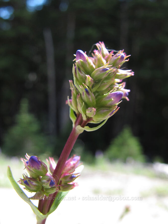 glaucous penstemon, budding (Penstemon euglaucus) [Newton Creek Canyon, Mt. Hood Wilderness, Hood River County, Oregon]