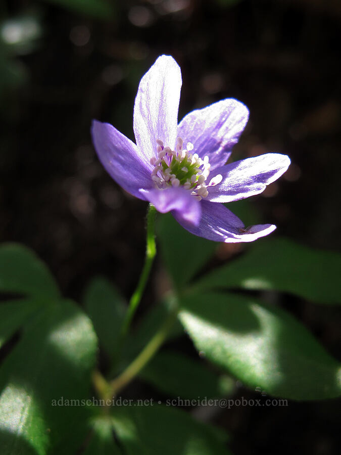 Oregon anemone (Anemone oregana (Anemonoides oregana)) [Umbrella Falls Trail, Mt. Hood National Forest, Hood River County, Oregon]