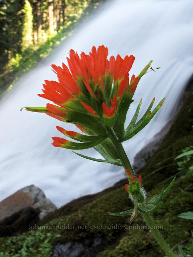 Suksdorf's paintbrush (Castilleja suksdorfii) [Umbrella Falls Trail, Mt. Hood National Forest, Hood River County, Oregon]