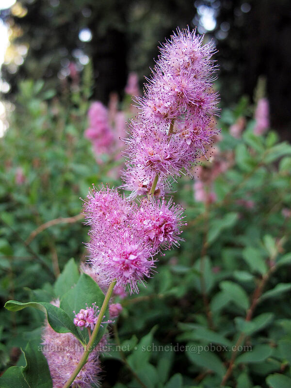 Douglas's spirea (hardhack) (Spiraea douglasii) [Diamond Lake Campground, Umpqua National Forest, Douglas County, Oregon]