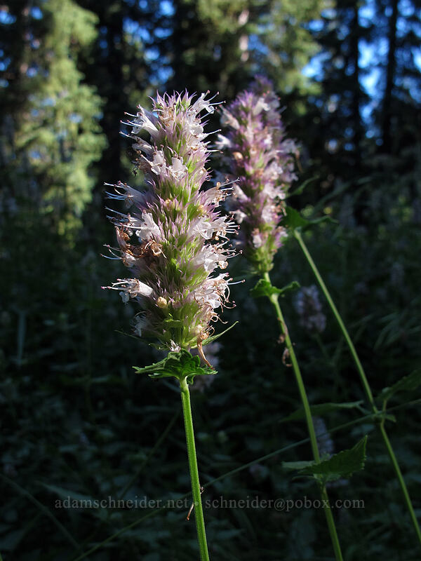 nettle-leaf horse-mint (Agastache urticifolia) [Diamond Lake Campground, Umpqua National Forest, Douglas County, Oregon]