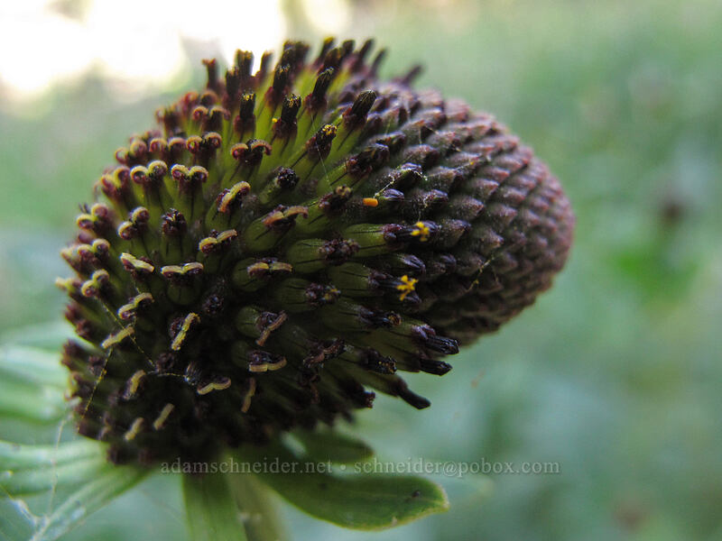 western coneflower (Rudbeckia occidentalis) [Diamond Lake Campground, Umpqua National Forest, Douglas County, Oregon]