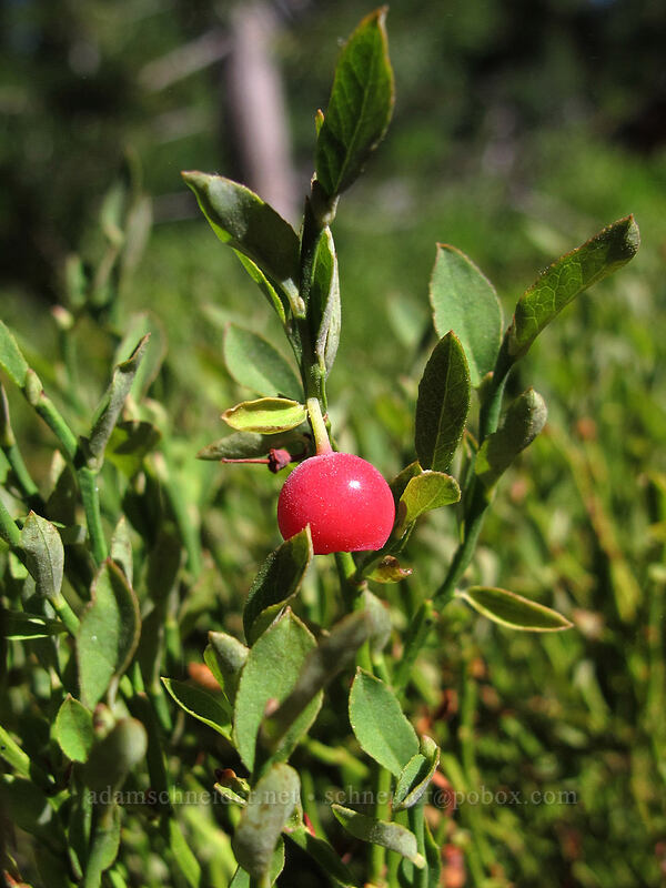 grouse whortleberry (Vaccinium scoparium) [Mt. Thielsen Trail, Umpqua National Forest, Douglas County, Oregon]