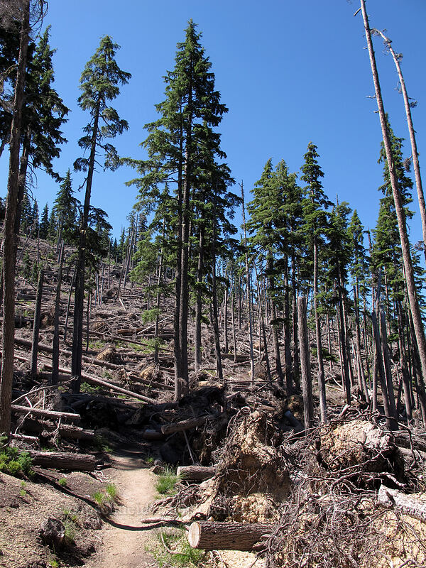 the trail [Mt. Thielsen Trail, Mt. Thielsen Wilderness, Douglas County, Oregon]