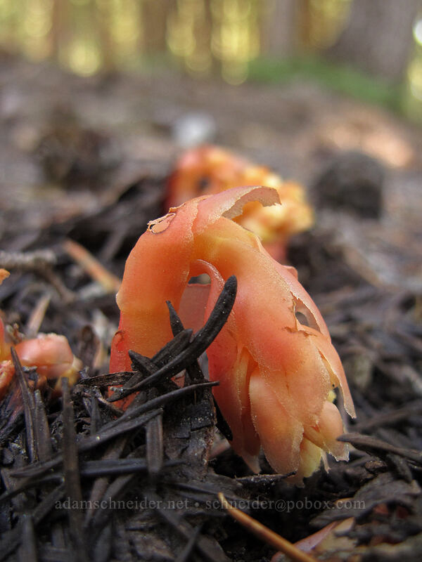 pinesap (Monotropa hypopitys) [Mt. Thielsen Trail, Mt. Thielsen Wilderness, Douglas County, Oregon]