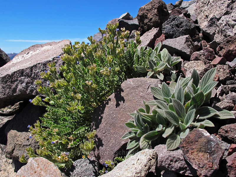 jacob's-ladder & phacelia leaves (Polemonium pulcherrimum ssp. pulcherrimum, Phacelia hastata) [Mt. Thielsen Trail, Mt. Thielsen Wilderness, Douglas County, Oregon]