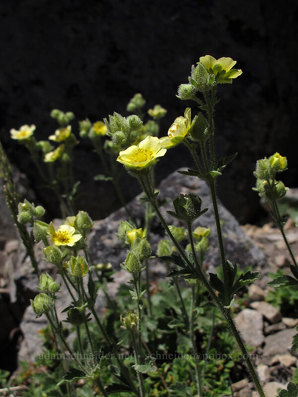 sticky cinquefoil (Drymocallis sp. (Potentilla glandulosa)) [Mt. Thielsen Trail, Mt. Thielsen Wilderness, Douglas County, Oregon]