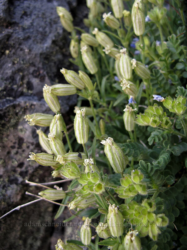 Cascade catchfly (Silene suksdorfii) [Mt. Thielsen summit, Mt. Thielsen Wilderness, Douglas County, Oregon]