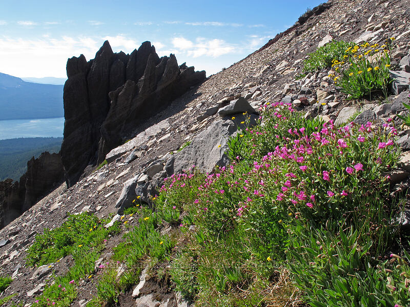 Lewis' monkeyflower & hairy arnica (Erythranthe lewisii (Mimulus lewisii), Arnica mollis) [Mt. Thielsen's southwest face, Mt. Thielsen Wilderness, Douglas County, Oregon]