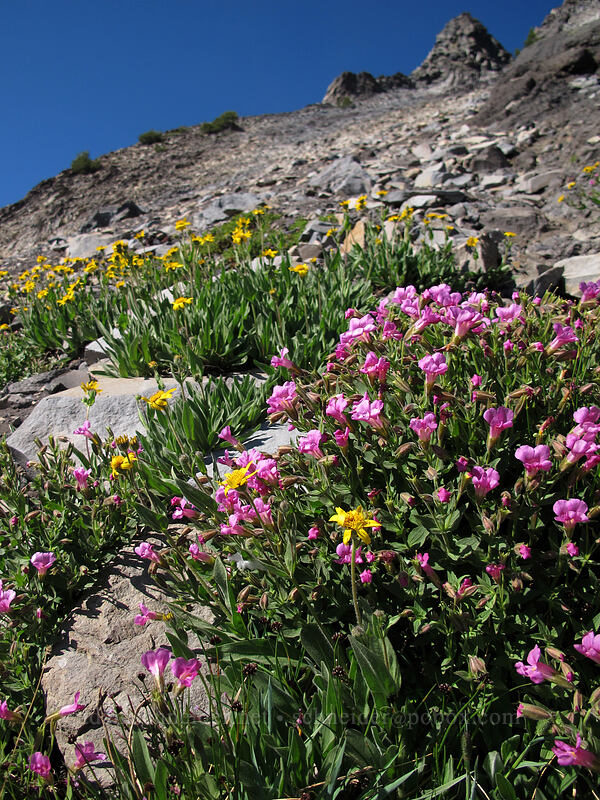 Lewis' monkeyflower & hairy arnica (Erythranthe lewisii (Mimulus lewisii), Arnica mollis) [Mt. Thielsen's southwest face, Mt. Thielsen Wilderness, Douglas County, Oregon]