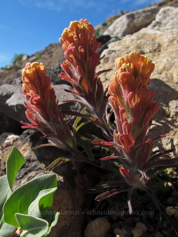 cobwebby paintbrush (Castilleja arachnoidea) [Mt. Thielsen's southwest face, Mt. Thielsen Wilderness, Douglas County, Oregon]