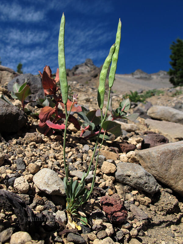 pioneer rock-cress (Boechera platysperma (Arabis platysperma)) [Mt. Thielsen's southwest face, Mt. Thielsen Wilderness, Douglas County, Oregon]