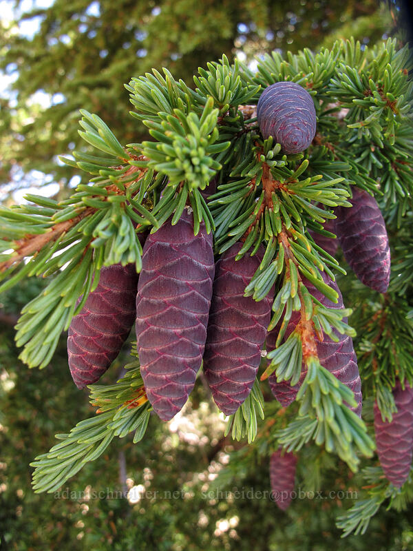 mountain hemlock cones (Tsuga mertensiana) [Mt. Thielsen's southwest face, Mt. Thielsen Wilderness, Douglas County, Oregon]