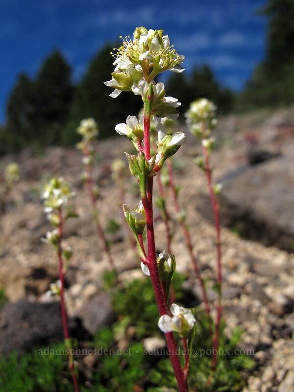 partridgefoot (Luetkea pectinata) [Mt. Thielsen's southwest face, Mt. Thielsen Wilderness, Douglas County, Oregon]