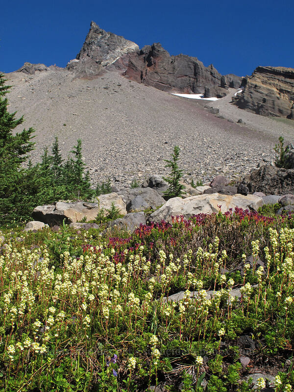 partridgefoot, pink mountain heather, & Mount Thielsen (Luetkea pectinata, Phyllodoce empetriformis) [Pacific Crest Trail, Mt. Thielsen Wilderness, Douglas County, Oregon]