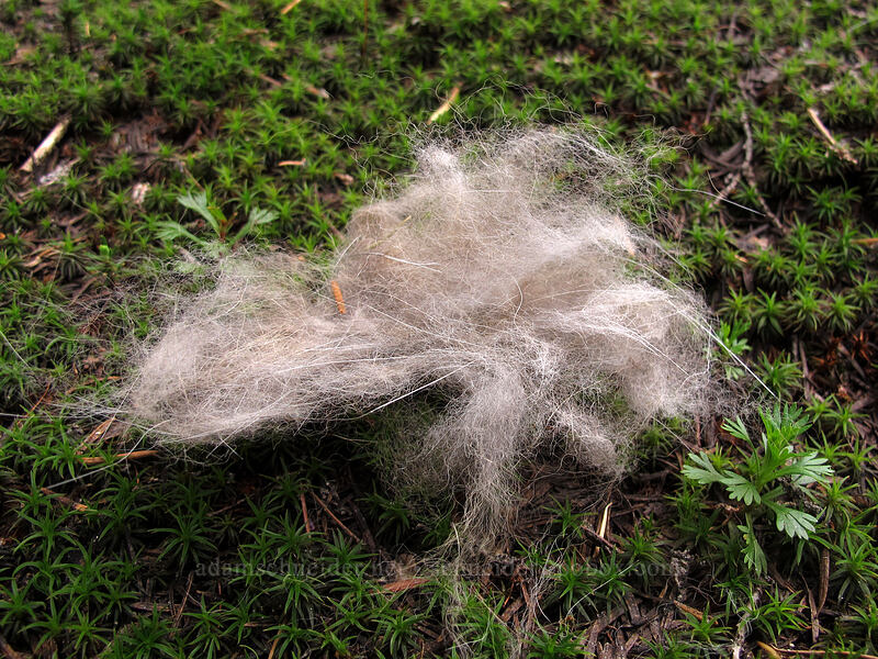 fur [Pacific Crest Trail, Mt. Thielsen Wilderness, Douglas County, Oregon]