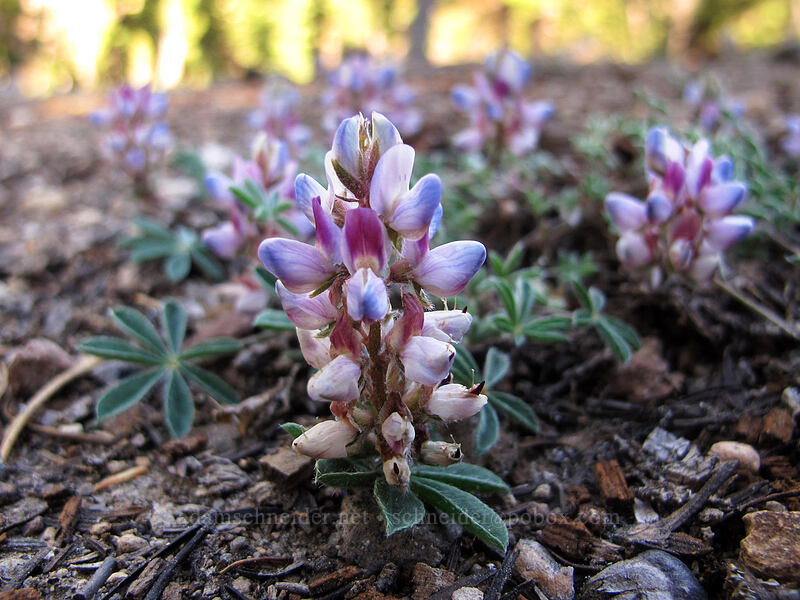 dwarf lupine (Lupinus lepidus var. lobbii) [Thielsen Creek Trail, Mt. Thielsen Wilderness, Douglas County, Oregon]