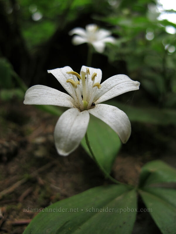 bead lilies (Clintonia uniflora) [Snow Lake Trail, Snoqualmie National Forest, King County, Washington]