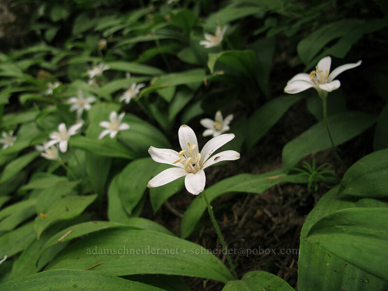 bead lilies (Clintonia uniflora) [Snow Lake Trail, Snoqualmie National Forest, King County, Washington]