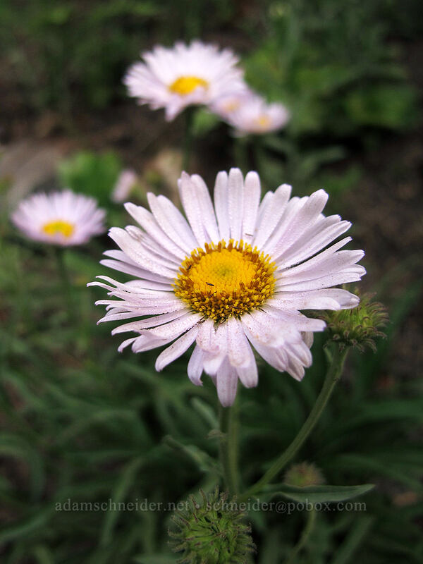 fleabane (Erigeron sp.) [Snow Lake Trail, Snoqualmie National Forest, King County, Washington]