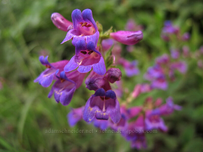 penstemon (Penstemon serrulatus) [Snow Lake Trail, Snoqualmie National Forest, King County, Washington]