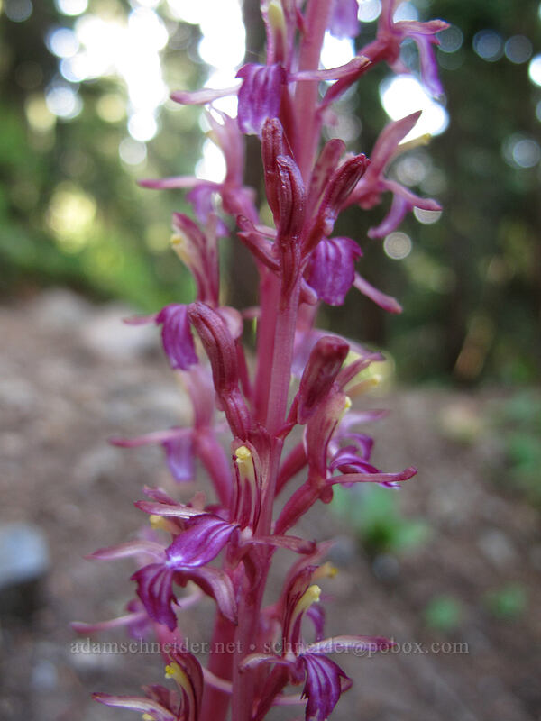 striped coral-root orchid (Corallorhiza striata) [Snow Lake Trail, Snoqualmie National Forest, King County, Washington]