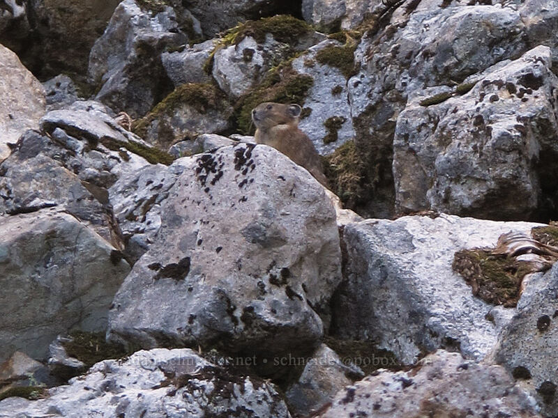 pika (Ochotona princeps fenisex) [Snow Lake Trail, Alpine Lakes Wilderness, King County, Washington]