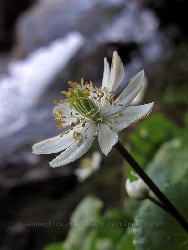 marsh-marigold (Caltha biflora (Caltha leptosepala var. biflora)) [Snow Lake Trail, Alpine Lakes Wilderness, King County, Washington]