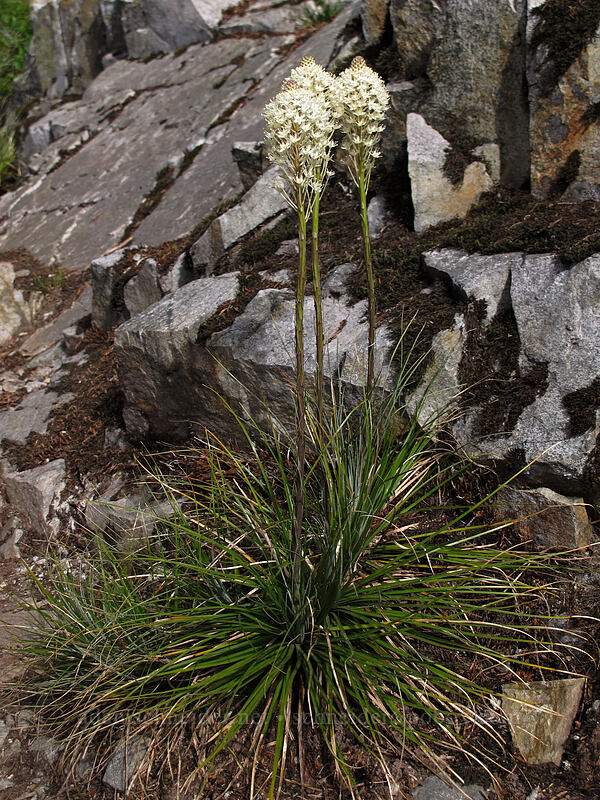 unusually short beargrass (Xerophyllum tenax) [Snow Lake Trail, Alpine Lakes Wilderness, King County, Washington]
