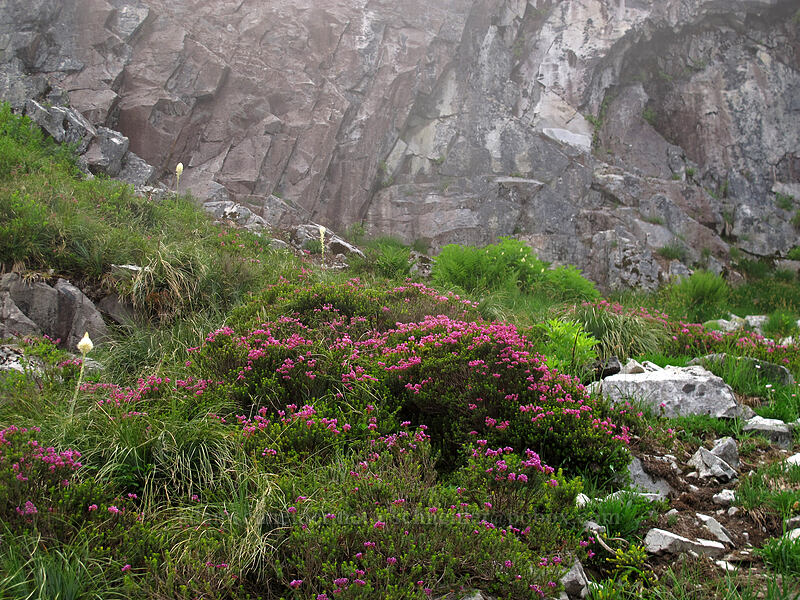 pink mountain heather (Phyllodoce empetriformis) [Snow Lake Trail, Alpine Lakes Wilderness, King County, Washington]