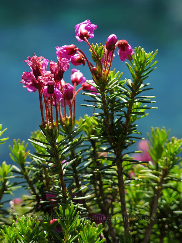 pink mountain heather & blue-green water (Phyllodoce empetriformis) [High Lakes Trail, Alpine Lakes Wilderness, King County, Washington]