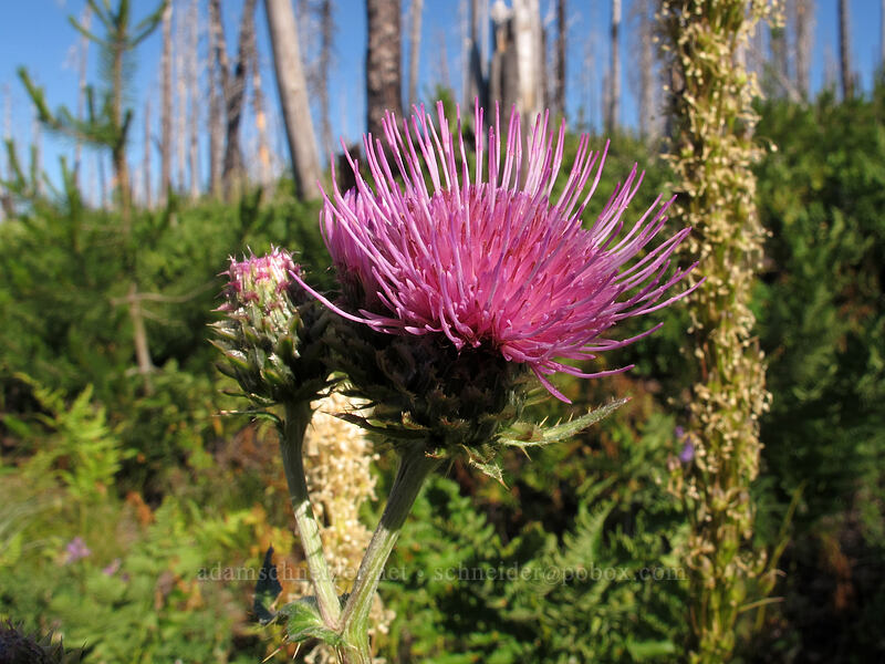fringe-bract thistle (Cirsium remotifolium var. odontolepis) [Summit Lake Trail #2014, Deschutes National Forest, Jefferson County, Oregon]