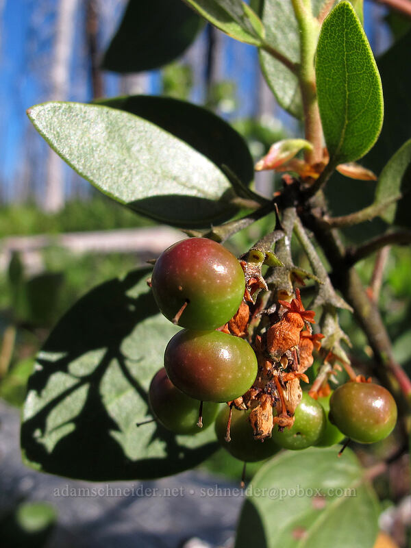 green-leaf manzanita berries (Arctostaphylos patula) [Summit Lake Trail #2014, Deschutes National Forest, Jefferson County, Oregon]