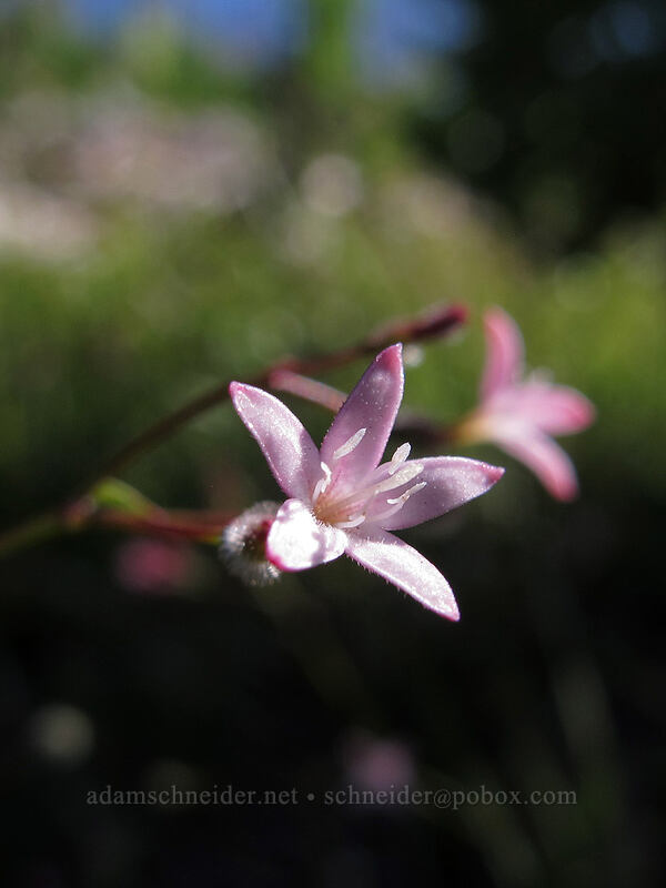 milk kelloggia (Kelloggia galioides) [Summit Lake Trail #2014, Deschutes National Forest, Jefferson County, Oregon]