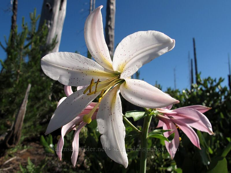 Washington lilies (Lilium washingtonianum) [Summit Lake Trail #2014, Deschutes National Forest, Jefferson County, Oregon]