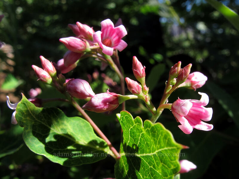 spreading dogbane (Apocynum androsaemifolium) [Summit Lake Trail #2014, Deschutes National Forest, Jefferson County, Oregon]