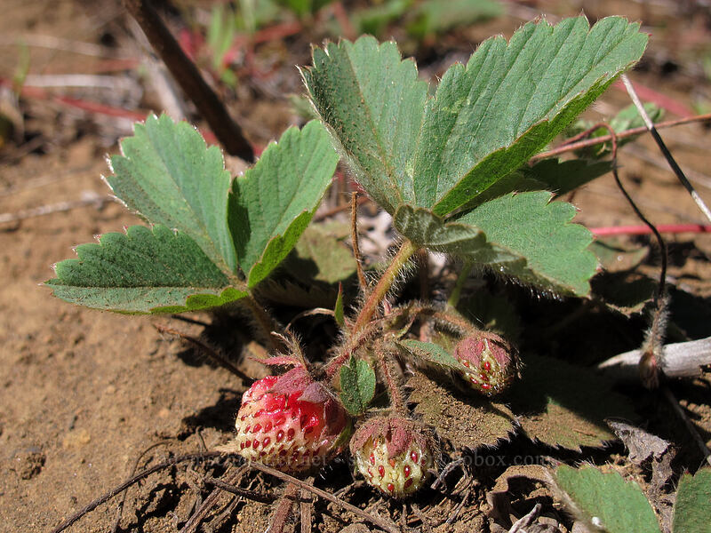 Cascade strawberries (Fragaria cascadensis) [Summit Lake Trail #2014, Deschutes National Forest, Jefferson County, Oregon]