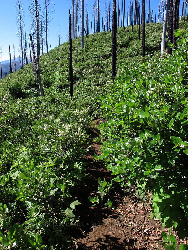 snowbrush (Ceanothus velutinus) [Summit Lake Trail #2014, Deschutes National Forest, Jefferson County, Oregon]