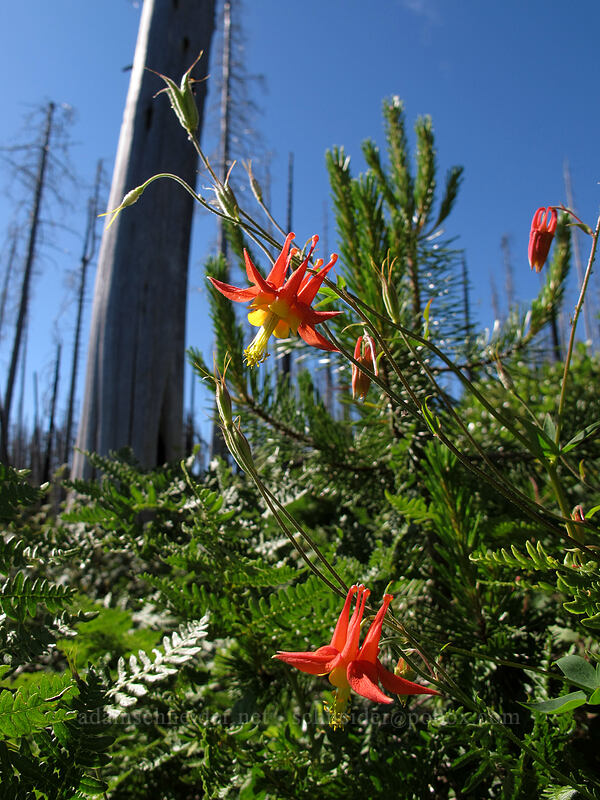 scarlet columbine (Aquilegia formosa) [Summit Lake Trail #2014, Mt. Jefferson Wilderness, Jefferson County, Oregon]