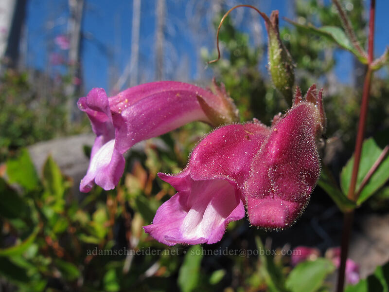 woodland beard-tongue (turtlehead) (Nothochelone nemorosa) [Summit Lake Trail #2014, Mt. Jefferson Wilderness, Jefferson County, Oregon]