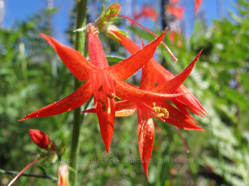 scarlet gilia (Ipomopsis aggregata) [Summit Lake Trail #2014, Mt. Jefferson Wilderness, Jefferson County, Oregon]
