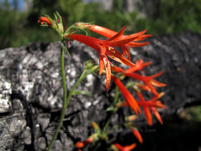 scarlet gilia (Ipomopsis aggregata) [Summit Lake Trail #2014, Mt. Jefferson Wilderness, Jefferson County, Oregon]