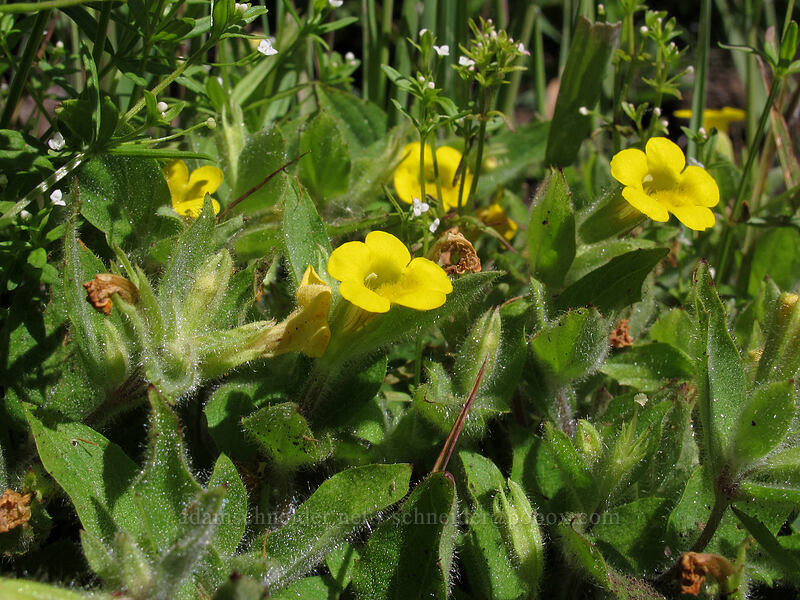 musk monkeyflower (Erythranthe moschata (Mimulus moschatus)) [Summit Lake Trail #2014, Mt. Jefferson Wilderness, Jefferson County, Oregon]
