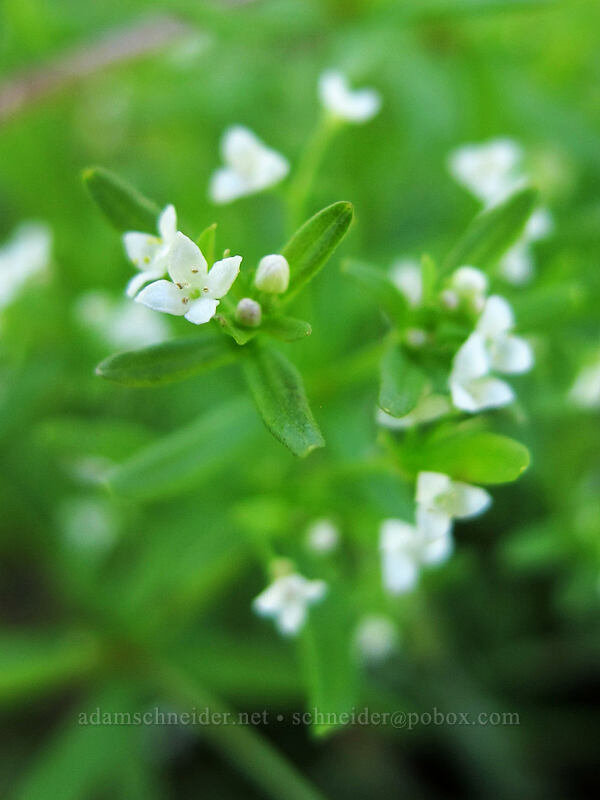 northern bedstraw (Galium boreale) [Summit Lake Trail #2014, Mt. Jefferson Wilderness, Jefferson County, Oregon]