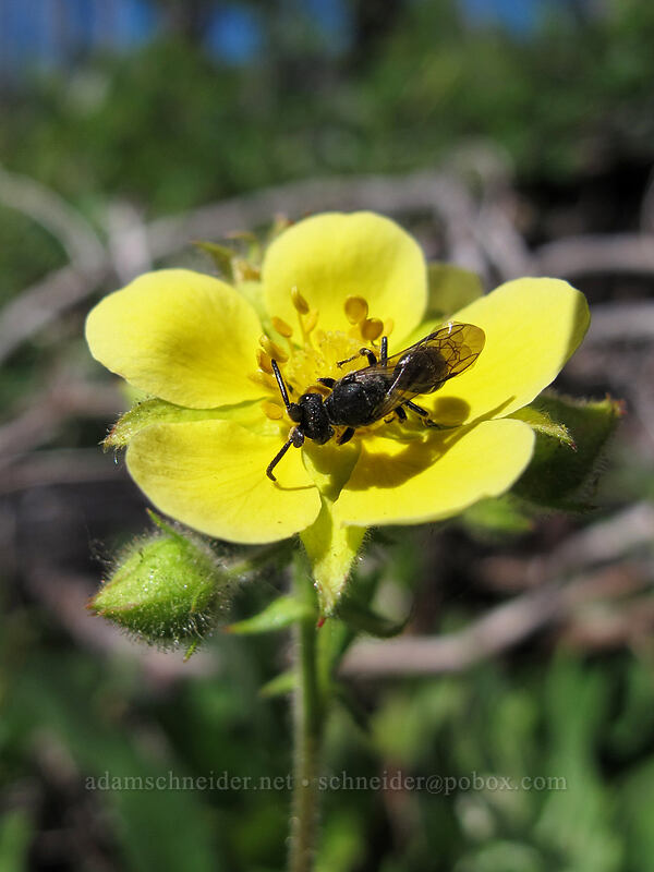 black wasp on cinquefoil (Potentilla sp.) [Summit Lake Trail #2014, Mt. Jefferson Wilderness, Jefferson County, Oregon]
