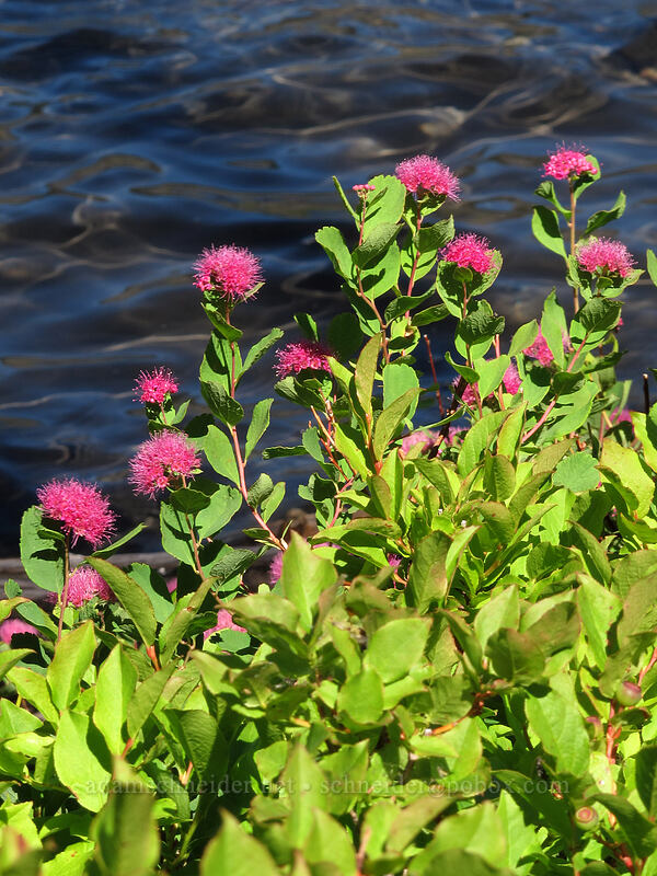 rosy spirea (Spiraea splendens (Spiraea densiflora)) [Summit Lake Trail #2014, Mt. Jefferson Wilderness, Jefferson County, Oregon]