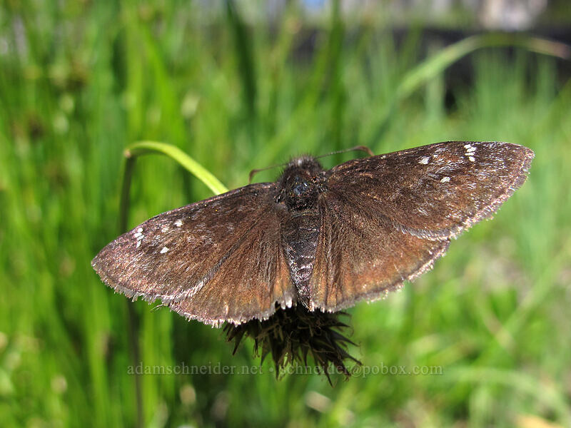 Persius dusky-wing butterfly on a sedge (Erynnis persius, Carex sp.) [below Martin Lake, Mt. Jefferson Wilderness, Jefferson County, Oregon]