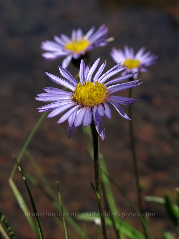 tundra asters (Oreostemma alpigenum var. alpigenum (Aster alpigenus)) [Martin Lake, Mt. Jefferson Wilderness, Jefferson County, Oregon]