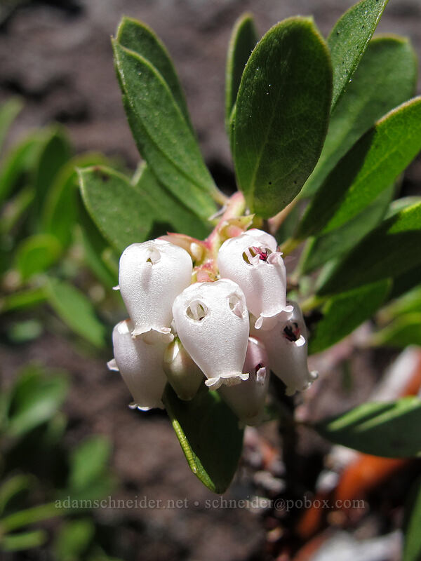 pine-mat manzanita flowers (Arctostaphylos nevadensis) [south ridge of Three-Fingered Jack, Mt. Jefferson Wilderness, Jefferson County, Oregon]
